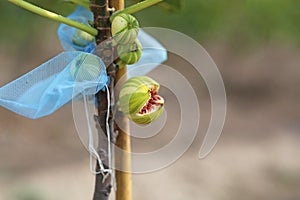 Panache fig fruit broke up, photo