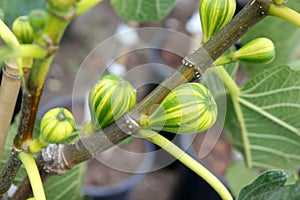 Panache Tiger Fig Tree, Striped Tiger Fig, Ficus carica `Panache`,