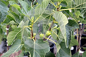 Panache Tiger Fig Tree, Striped Tiger Fig, Ficus carica `Panache`, photo