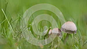 Panaeolina foenisecii Maire - Brown Mottlegill or Lawn Mower`s