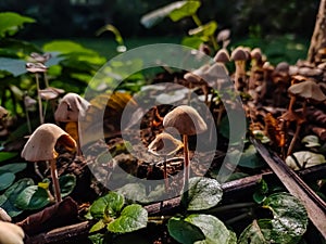 Panaeolus antillarum is a common and widely distributed small to medium-sized gray mushroom which grows on dung