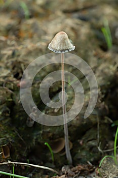 Panaeolus fungi growing in cow dung