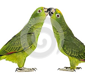 Panama Amazon and Yellow-crowned Amazon pecking