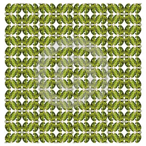 Panama Amazon and Yellow-crowned Amazon, Amazona ochrocephala