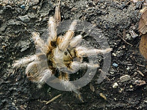 Panama Blonde Tree Spiders Psalmpopoeus Pulcher Tarantula i