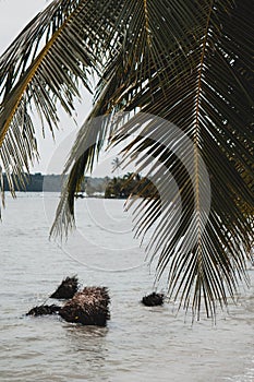 Panama Bocas Del Toro island