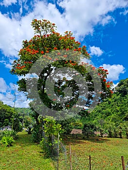 Panama, Boquete, Araguaney tree in bloom