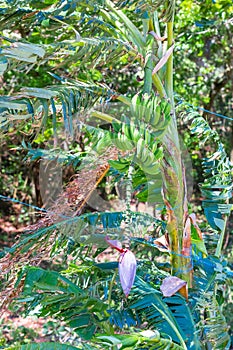 Panama Boquete banana tree in nature