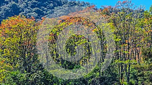 Panama, Boquete hills, tropical vegetation with autumn colors