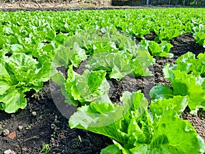 Panama, Boquete, lettuce field, close up