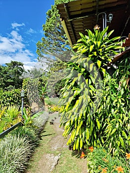 Panama, Boquete, mountain trail surrounded by giant yucca plants