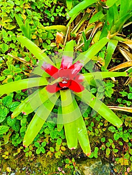Panama, Boquete, Nidularium fulgens plant
