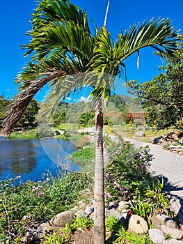 Panama, Boquete, palm tree by the lake