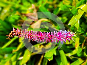 Panama, Boquete, purple Bromeliad flower