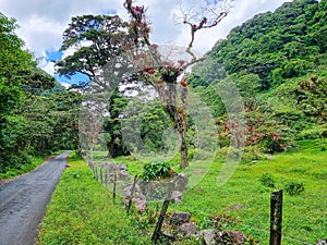Panama, Boquete, small road between the volcanic hills