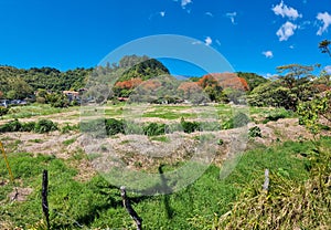 Panama, Boquete, tropical vegetation, panoramic view