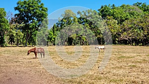 Panama, Boquete, two foals grazing