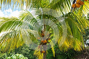 Panama Chiriqui province, coconut palms