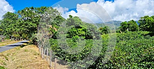 Panama, Chiriqui province, coffee plantations, in the tropical jungle