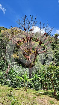 Panama, Chiriqui province, tropical tree in the rainforest