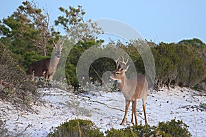 Panama City Beach Shell Island, Florida antler deers roaming