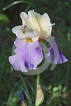 Panama Fling Tall Bearded iris flower