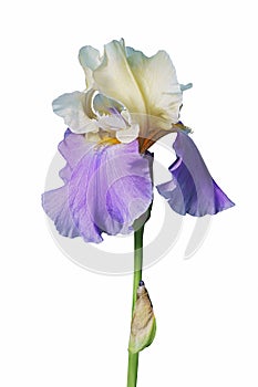 Panama Fling Tall Bearded iris flower
