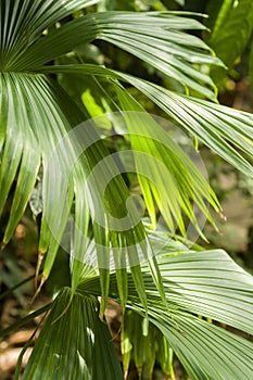 Klobouk palma 