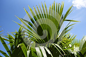 Panama hat plant or toquilla palm, Carludovica palmata, palm-like tropical plant