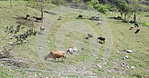 Panama high lands in Chiriqui province, grazing cows