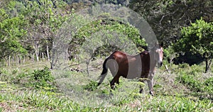 Panama horse looking at camera