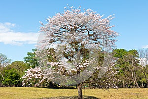 Panama Las Lomas, guayacan tree with pink flower photo