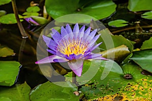 The Panama Pacific Tropical Water Lily