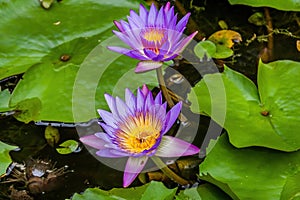 The Panama Pacific Tropical Water Lily