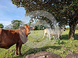 Panama, Pedasi countryside, group of Brahma cattle