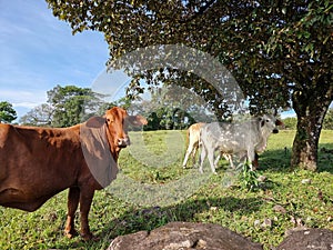 Panama, Pedasi countryside, group of Brahma cattle photo