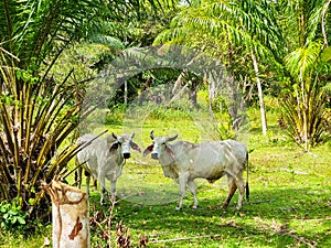 Panama, Port Armuelles, two brahma oxen look into the camera