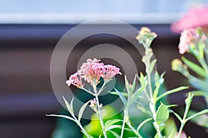 Panama Rose ,Arachnothryx leucophylla