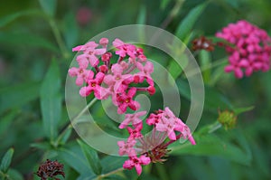 Panama Rose, Rondeletia leucophylla,