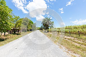 Panama Santo Tomas road between sugar cane plantations