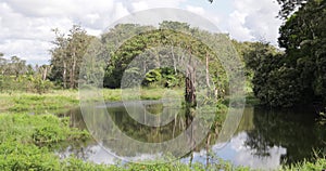 Panama vegetation reflected in the pond