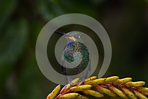 Panama wildlife. Hummingbird in the dark tropic forest. Green-crowned Brilliant, Heliodoxa jacula, beautiful red flower. Bird