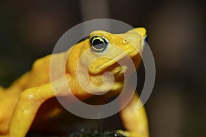 Panamanian golden frog4