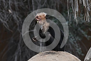 Panamanian White-faced Capuchin
