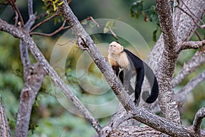 Panamanian white-faced capuchin