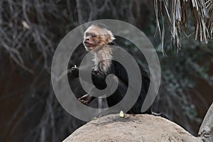 Panamanian White-faced Capuchin photo