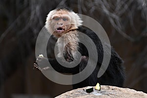 Panamanian White-faced Capuchin photo
