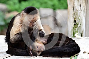 Panamanian white-faced capuchin cebus imitator