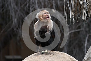 Panamanian White-faced Capuchin photo