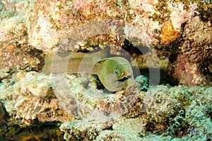 Panamic Green Moray Eel (Gymnothorax castaneus